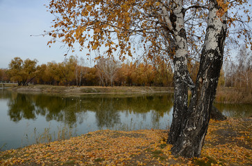 autumn in the park
