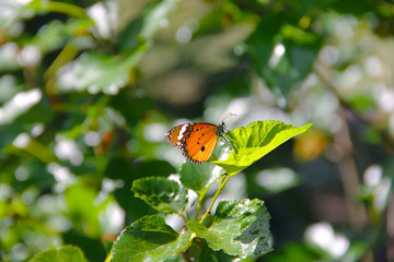 Butterfly with flowers with a blurred background.