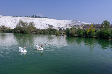 Geese swimming on lake in Pamukkale town of Denizli in Turkey. Ornithology, nobody.