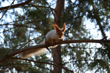 squirrel on a tree