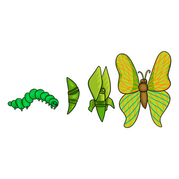 Stages of growth and development of the butterfly.