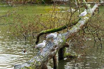 Gulls perched on a fallen tree on a lake in Cornwall