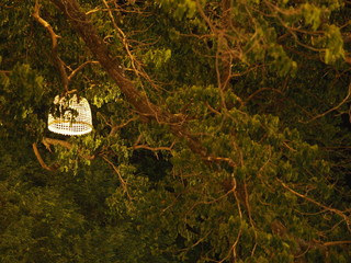 Vintage lamps on big tree, Lamps hanging on tree in the garden at night time.