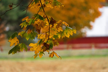 Red Barn, Horse Field and Autumn Leaves