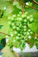 A young bunch of grapes. wine grapes