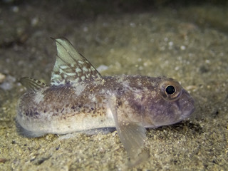 Small black goby fish - Gobius niger - in mediterranean sea, Italy