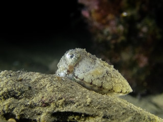Macro shot of elegant cuttlefish - Sepia elegant - resting on a rock