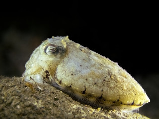 Macro shot of elegant cuttlefish - Sepia elegant - resting on a rock