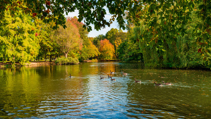 Autumn landscape. Autumn tree leaves