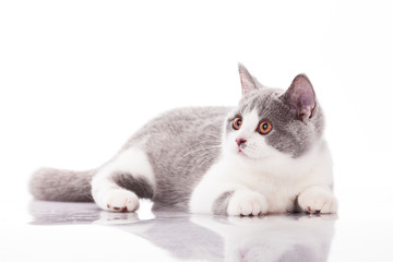 Beautiful gray kitten on a white background