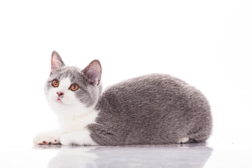 Beautiful gray kitten on a white background