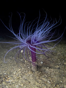 tube anemone - cerianthus at night