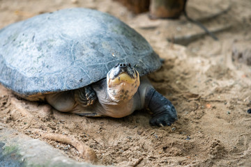 Big turtle. Adult female flatback sea turtle