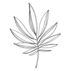 Vector Exotic tropical hawaiian summer. Black and white engraved ink art. Isolated leaves illustration element.