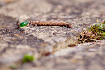 Caterpillar that looks like a twig