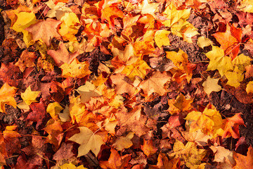 Colorful background made of fallen maple leaves