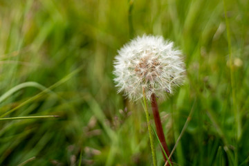 Dandelion, Haganes, Iceland © Sascha
