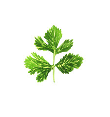 Illustration of a green watercolor parsley sprig, hand-drawn, on a white background, isolated