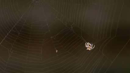 Spider weighs on a web, close-up