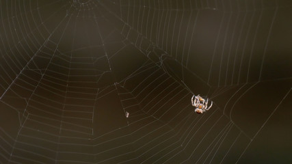 Obraz na płótnie Canvas Spider weighs on a web, close-up