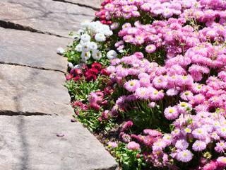 Chrysanthemum planted in stone flowerbed