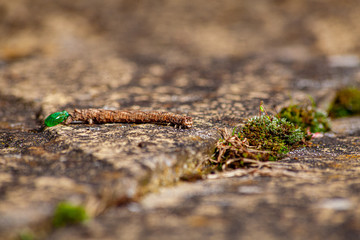 Caterpillar that looks like a twig