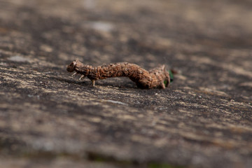 Caterpillar that looks like a twig