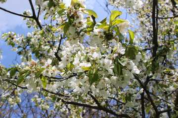 White flowers with green leaves on tree and blue sky at spring