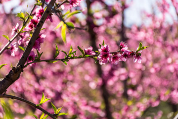 View of pink peach trees field in blossom on natural background in Torres de Segre and Alcarras.
