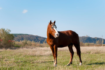 a red horse grazes on a large field on a sunny day