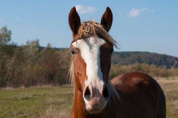 a red horse grazes on a large field on a sunny day
