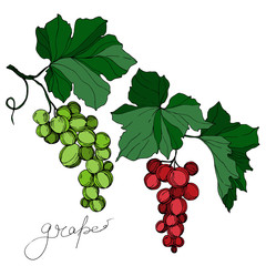 Vector Grape berry healthy food. Black and white engraved ink art. Isolated grape illustration element.