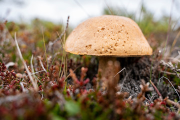 Dimmu Borgir, Iceland