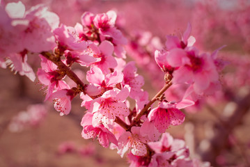 View of pink peach trees field in blossom on natural background in Torres de Segre and Alcarras.