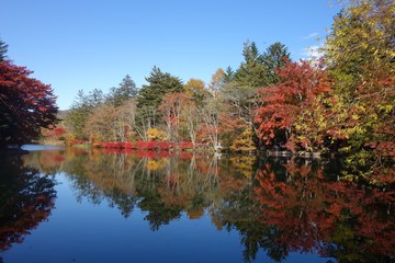 11月上旬の軽井沢の雲場池