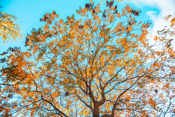 autumnal tree of places square in zaragoza spain