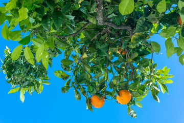 Orange garden. citrus fruits. oranges on a tree