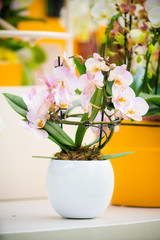Orchid flower. Phalaenopsis orchid. beautiful flowers