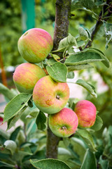 apples on the tree. Organic apples