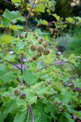 Medicinal plantation burdock. Arctium lappa