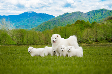 Samoyed  dog with puppies. Portrait of beautiful  dogs on beautiful landscape.