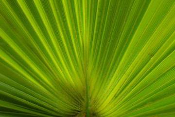 Obraz premium Environment concept: close up on palm leaf, selective focus