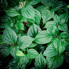 Rainforest with flowers and plants. Green leaves