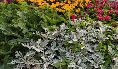 Background with green and gray flower bed