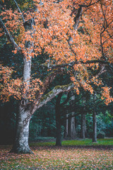 Real Autumn landscape. Golden autumn scene in a park