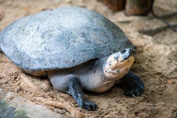 Portrait of the  turtle on the sandy beach. Sea Turtle