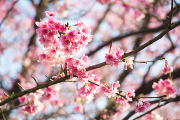 Fototapeta na wymiar Tamsui Palace, Tamsui Town, New Taipei City-Feb 2,2019: Cherry Blossom of Tianyuan Palace in sunny day.