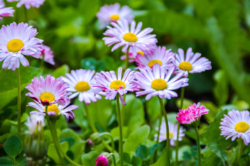field of daisies