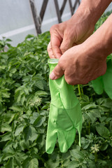 Hands wearing gloves for work in garden.