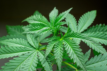 Growing cultivation of medical hemp cannabis marihuana with trichomes on black isolated background